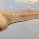 Pseudoliparis swirei.